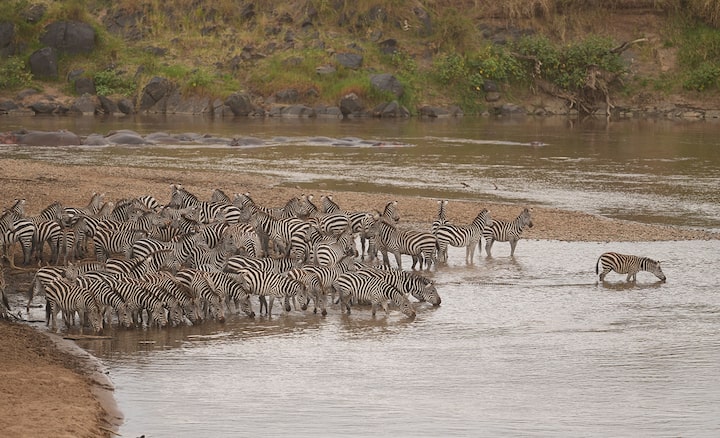 Imagen de ejemplo de una manada de cebras al borde del agua