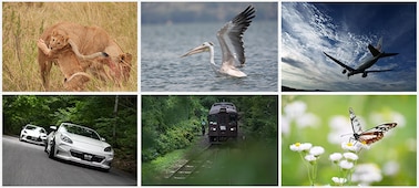 Imagen de ejemplo de un león, un pájaro, un avión, un auto, un tren y una mariposa