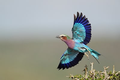 Ejemplo de fotografía de un pájaro con plumas azules que bate sus alas