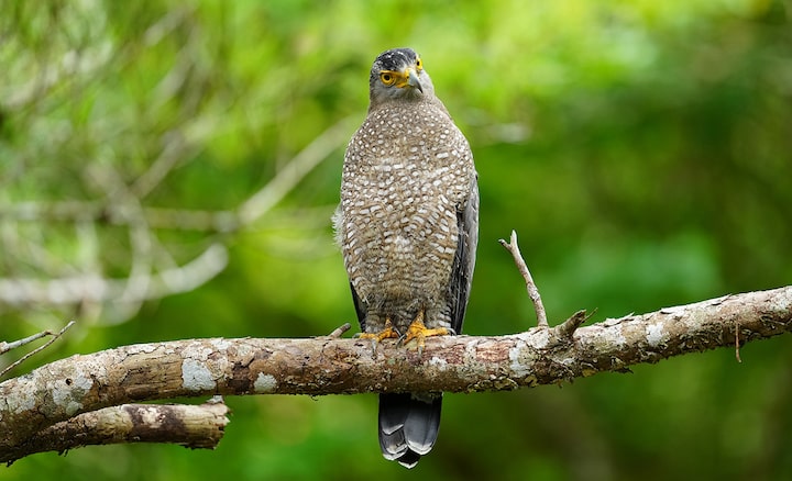 Imagen de ejemplo de un pájaro en la rama de un árbol