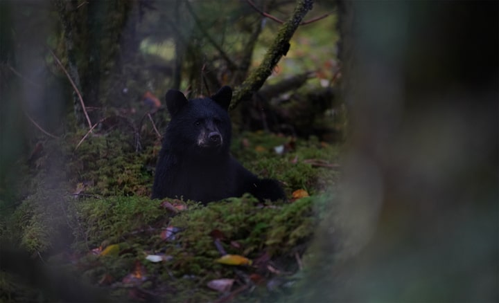 Imagen de un oso en un entorno de bosques con poca luz